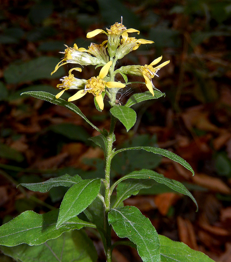 Image of Solidago virgaurea ssp. caucasica specimen.