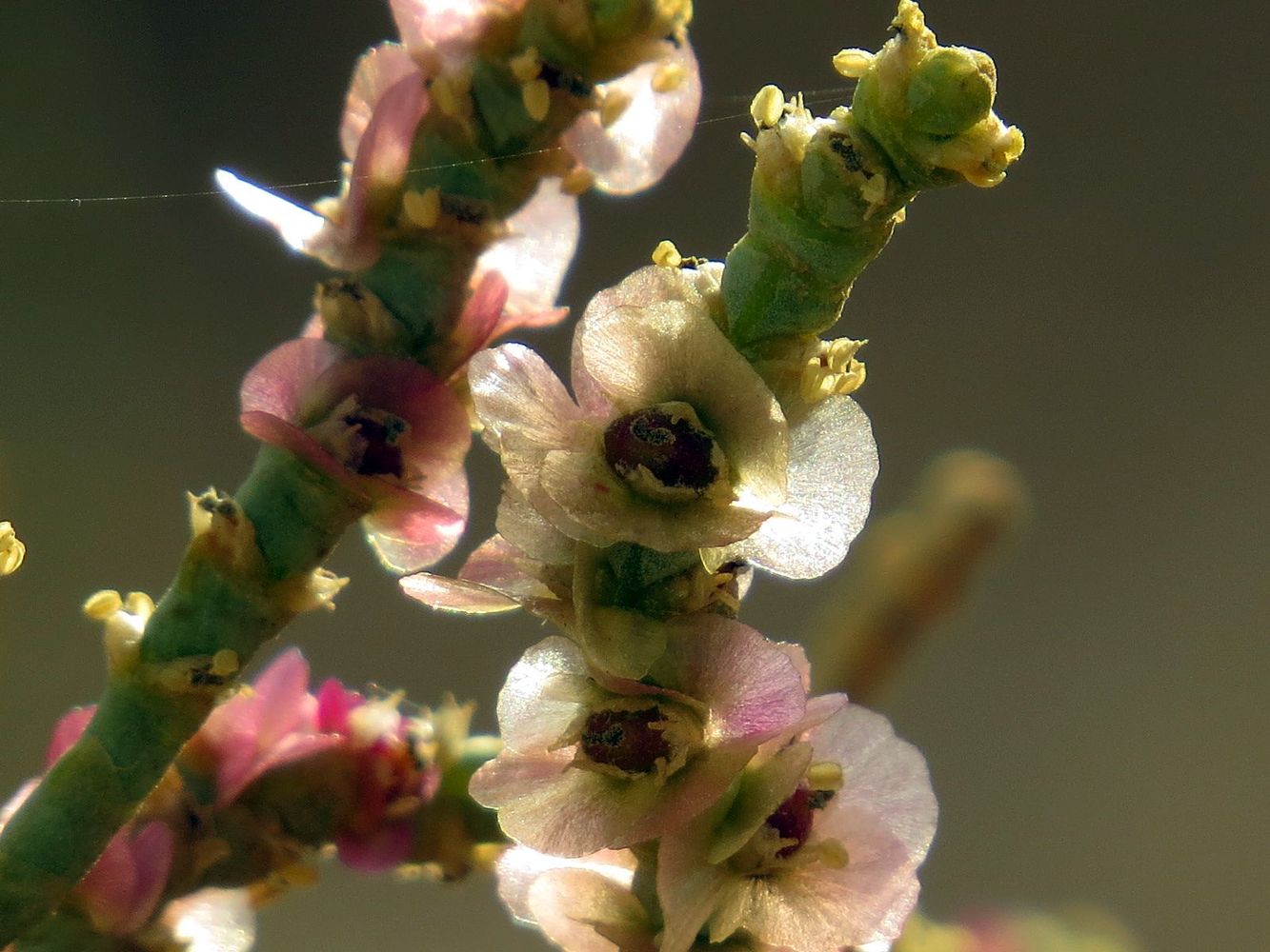 Изображение особи Anabasis articulata.