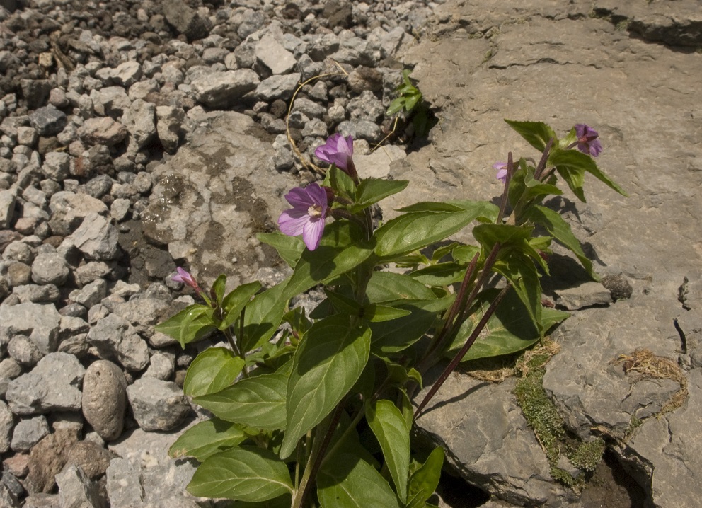 Image of Epilobium algidum specimen.