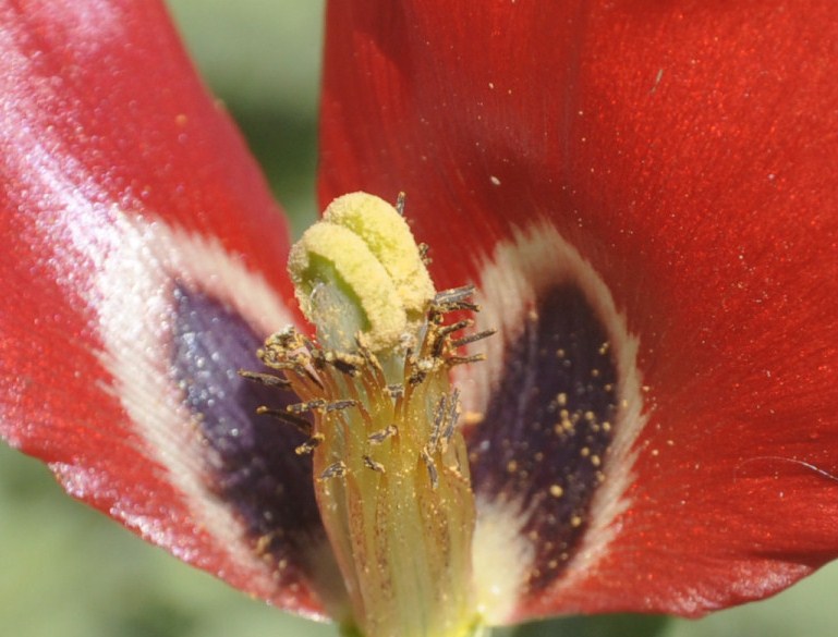 Image of Glaucium corniculatum specimen.