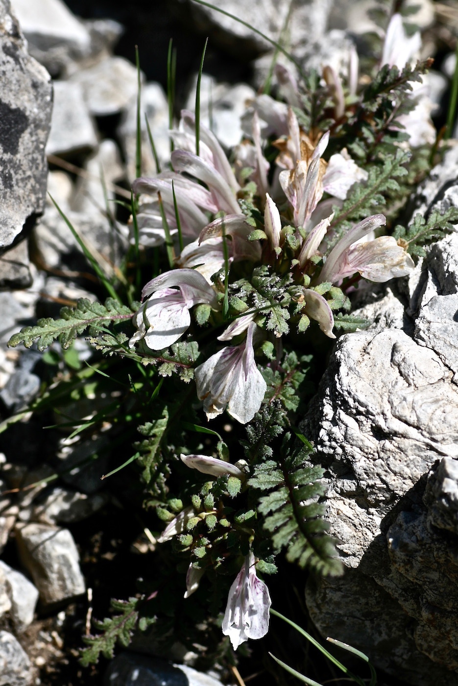 Изображение особи Pedicularis waldheimii.