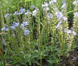 Veronica prostrata