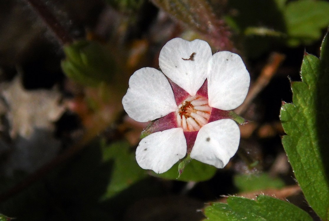 Image of Potentilla micrantha specimen.