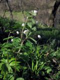 Isopyrum thalictroides