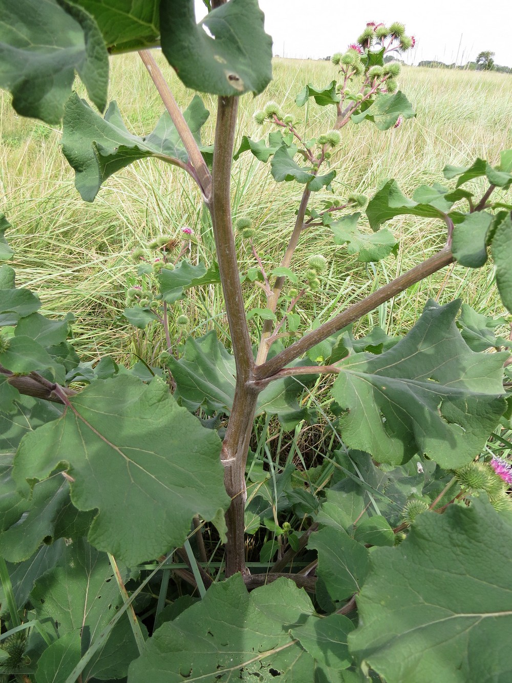 Изображение особи Arctium lappa.