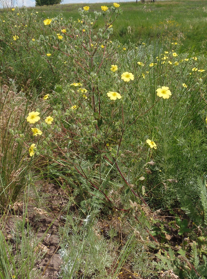 Image of Potentilla recta specimen.