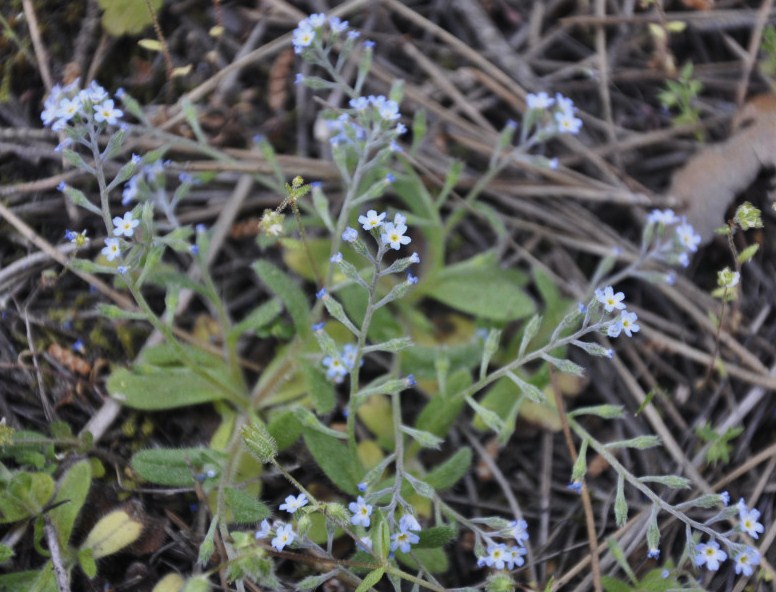 Image of Myosotis cadmea specimen.