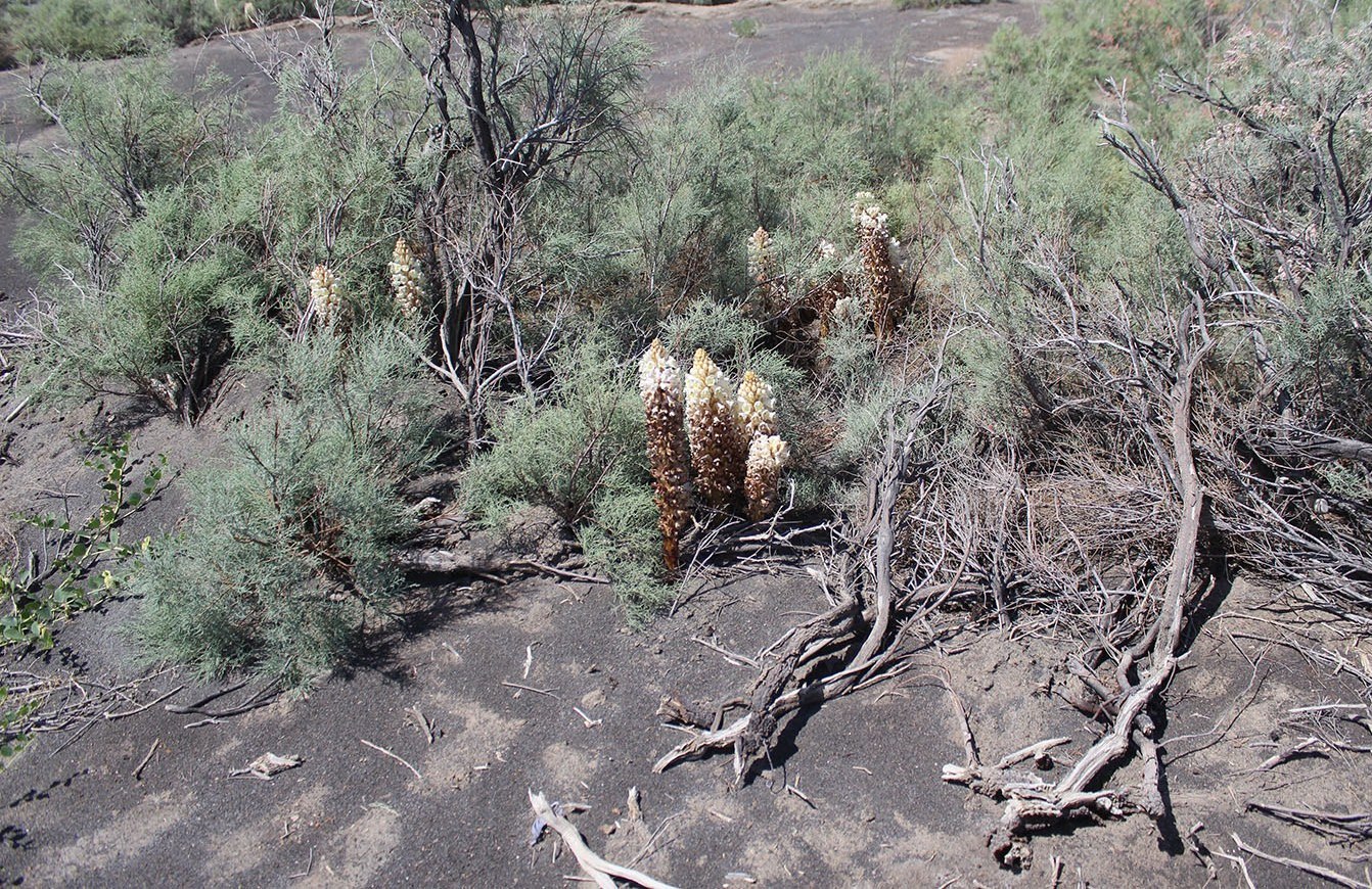 Image of Cistanche mongolica specimen.
