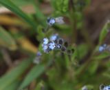 Myosotis micrantha