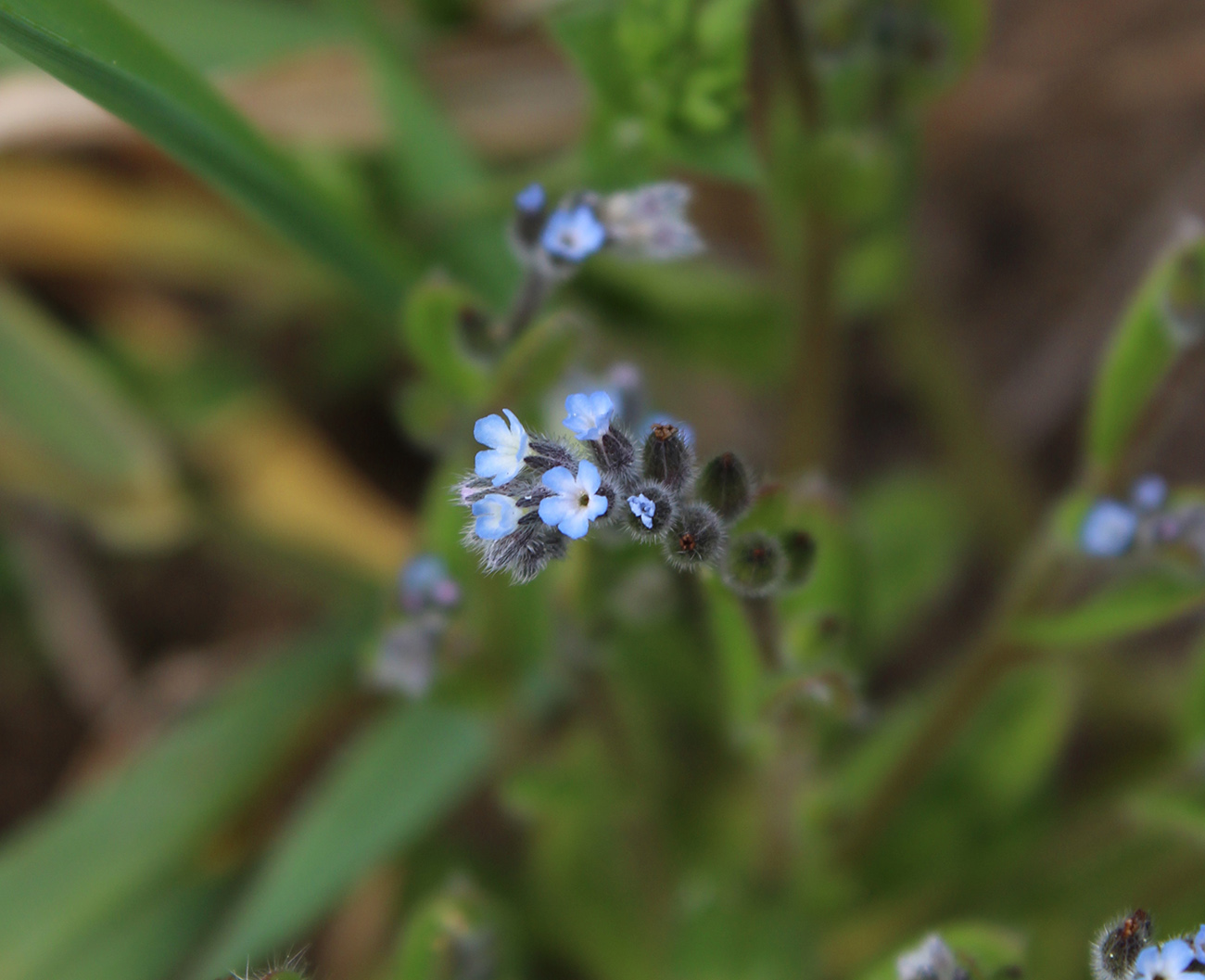 Image of Myosotis micrantha specimen.