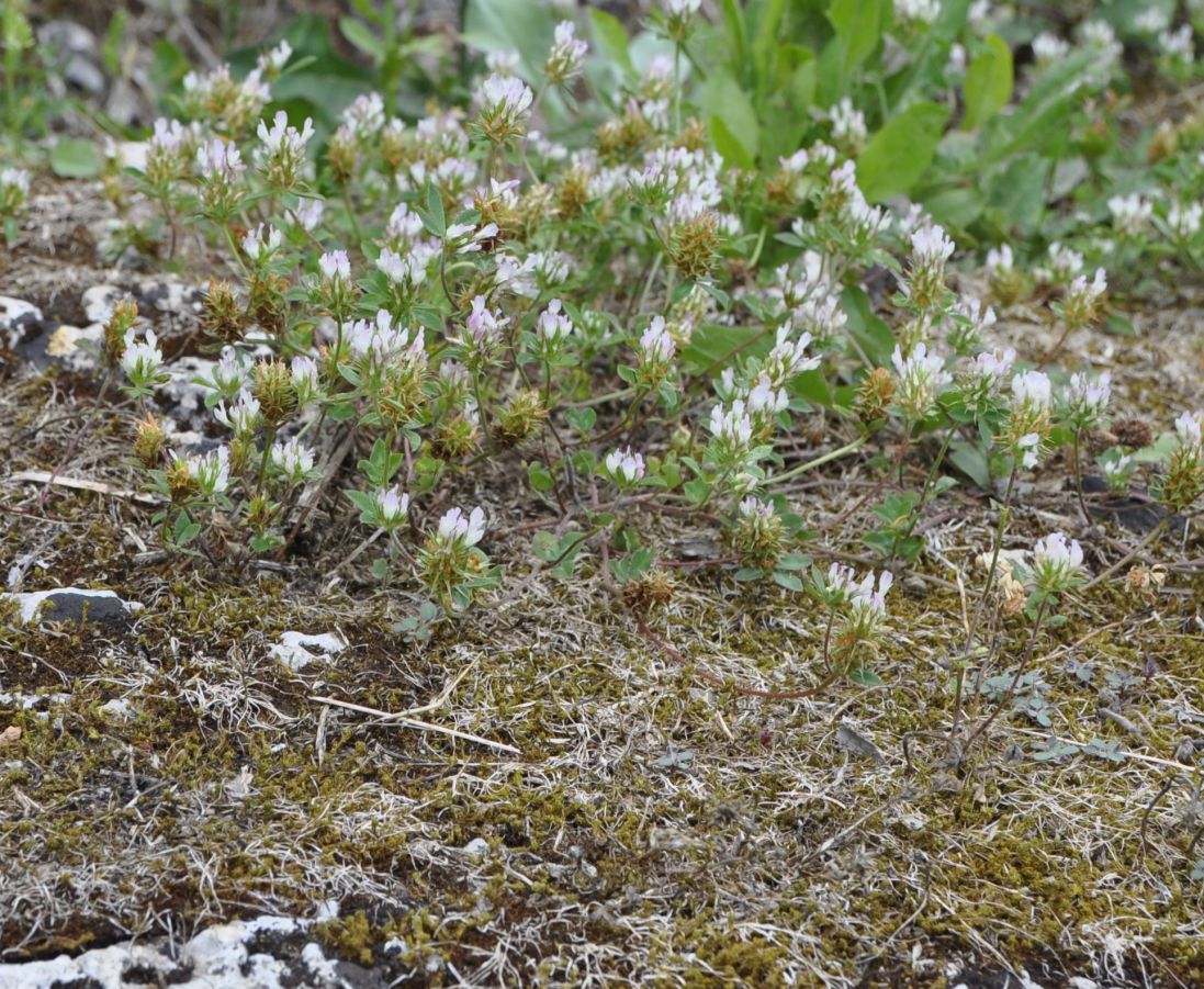 Изображение особи Trifolium scabrum.