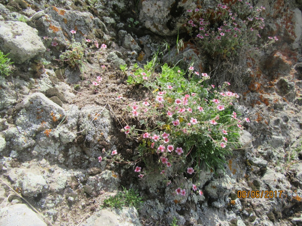 Image of Potentilla cryptophila specimen.