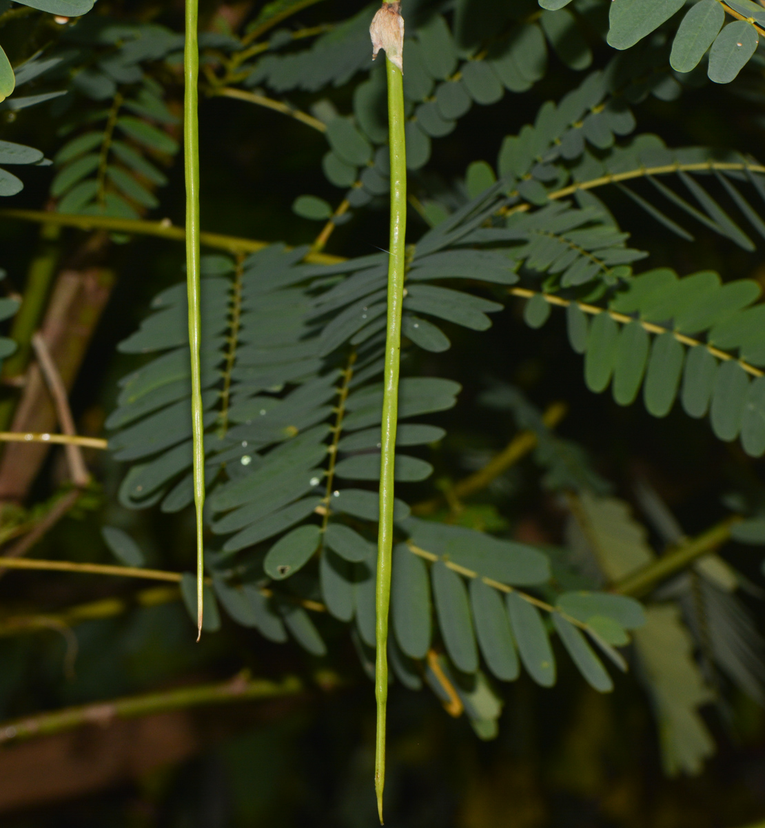 Image of Sesbania grandiflora specimen.