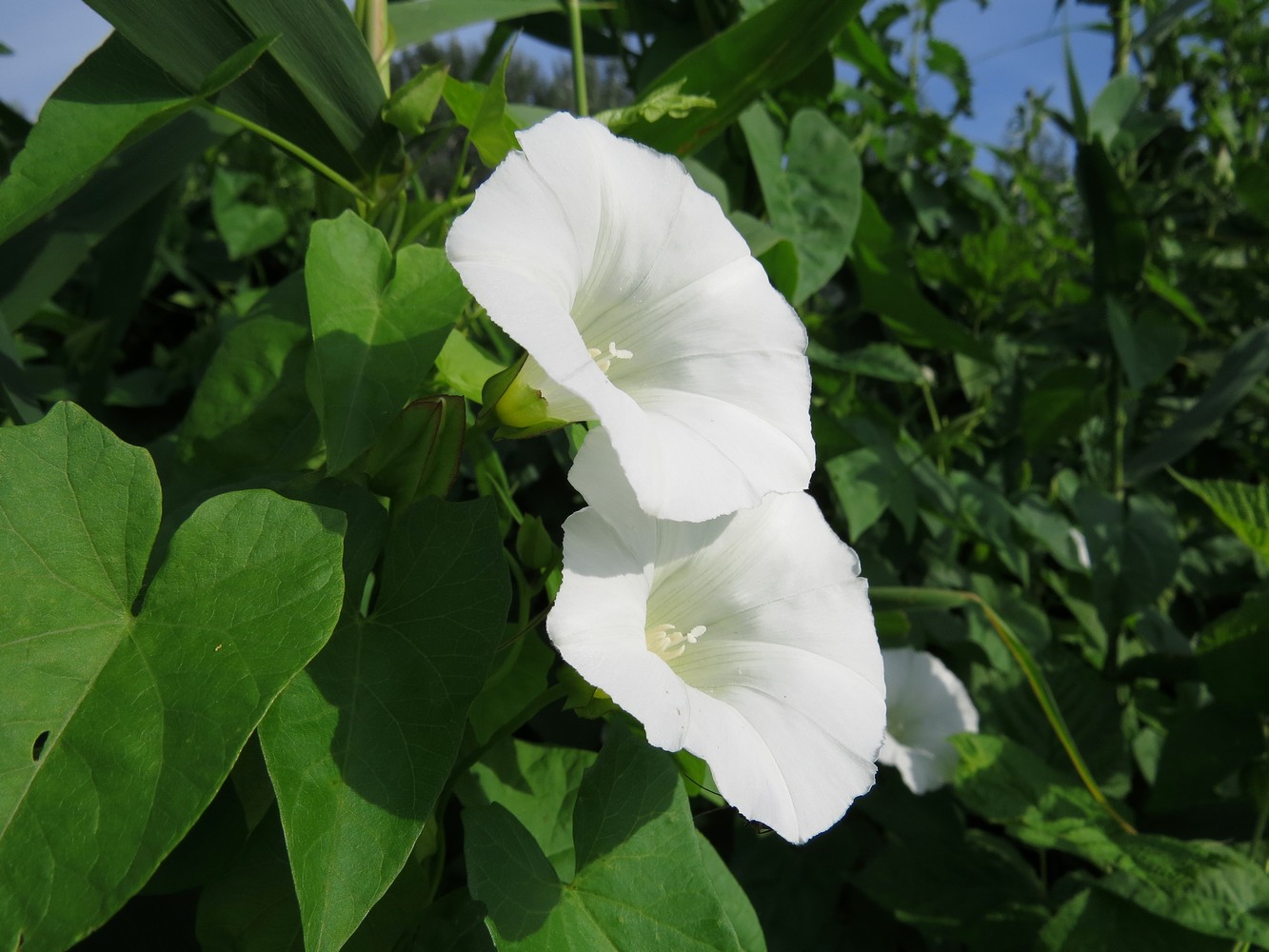 Изображение особи Calystegia sepium.