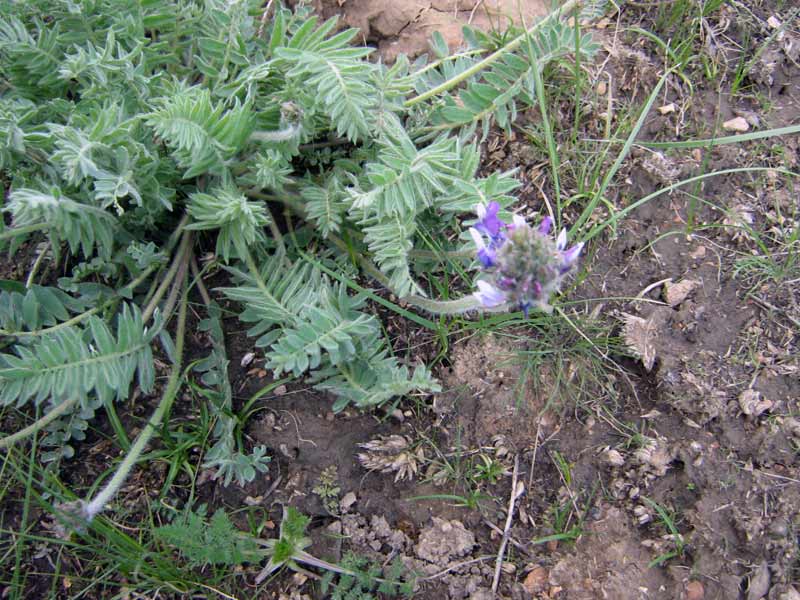 Изображение особи род Oxytropis.