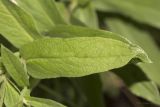 Inula germanica