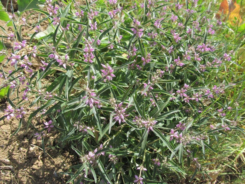 Image of Phlomis pungens specimen.