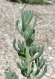 View gallery of subtaxa Image of specimen