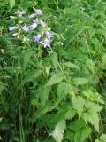 Campanula trachelium