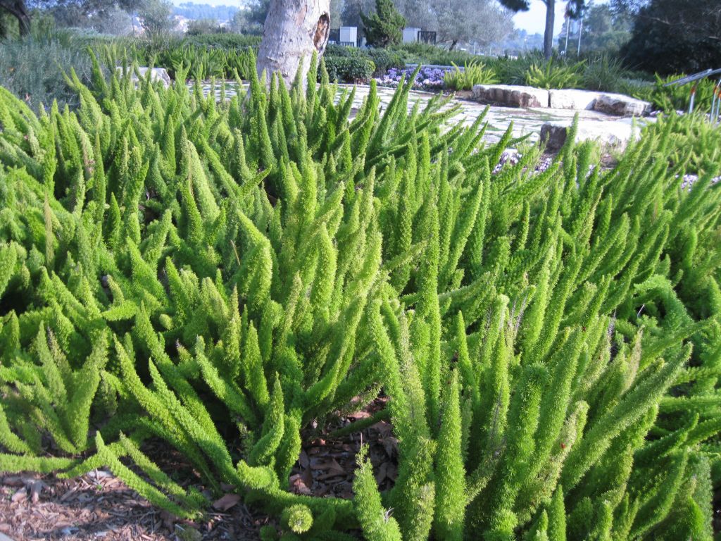 Image of Asparagus densiflorus specimen.