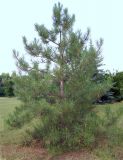 Pinus pallasiana