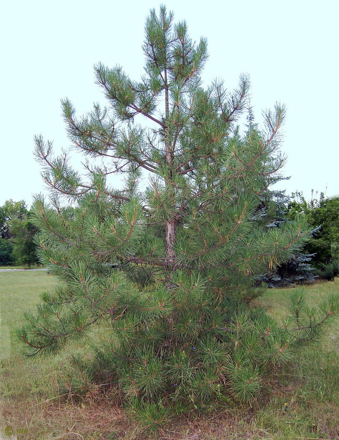 Изображение особи Pinus pallasiana.