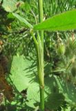 Trifolium alpestre. Часть побега. Кабардино-Балкария, Эльбрусский р-н, окр. пос. Эльбрус, ок. 2100 м н.у.м., склон горы, среди Juniperus sabina. 31.07.2017.