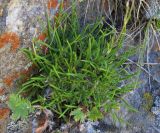 Gypsophila tenuifolia