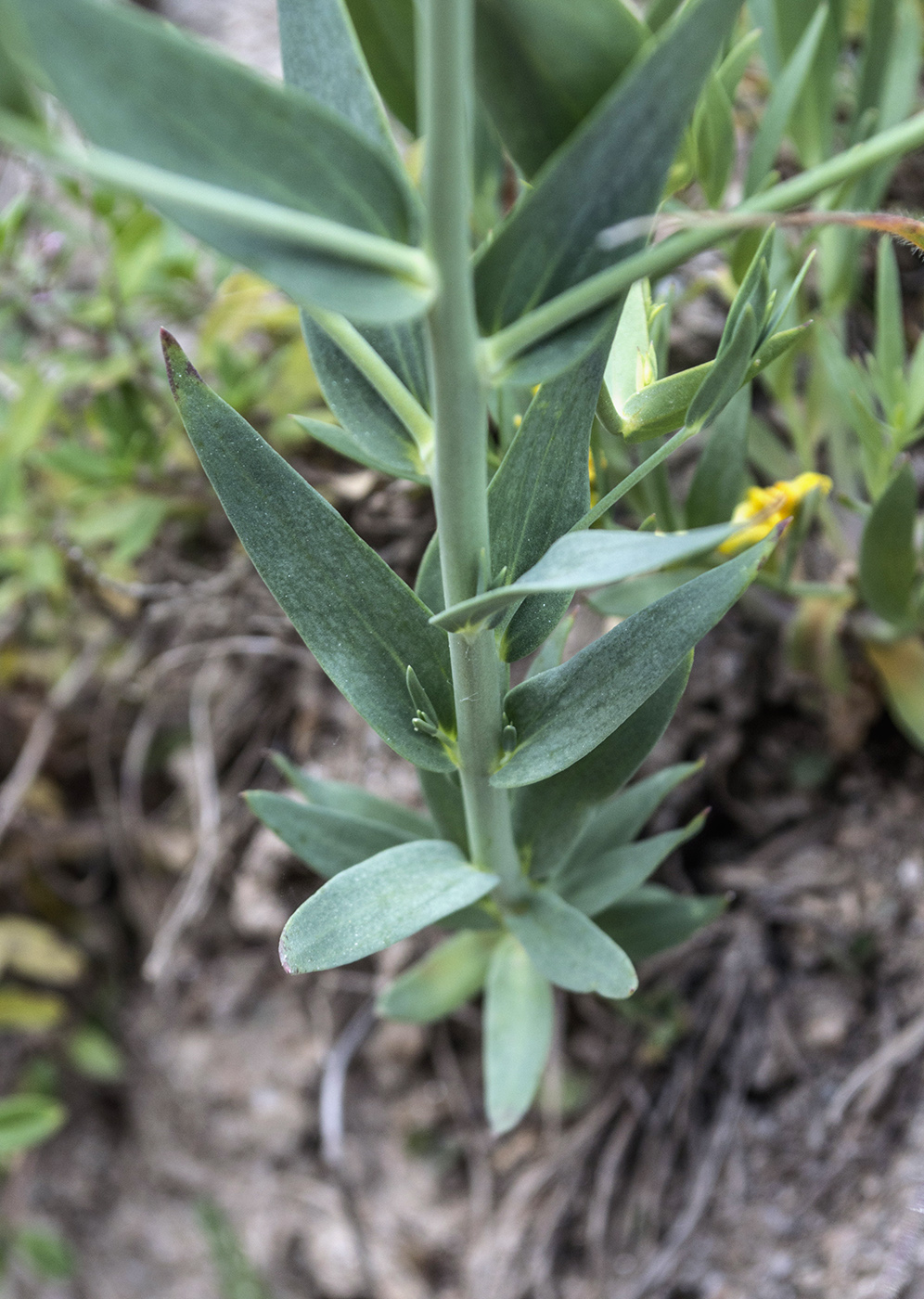 Image of Linaria genistifolia specimen.