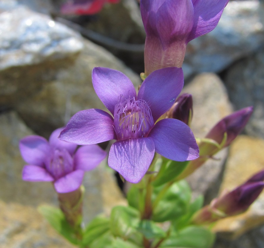 Image of Gentianella caucasea specimen.