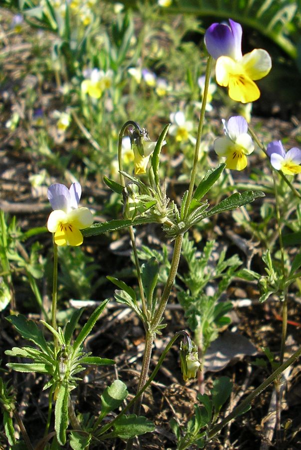 Image of Viola lavrenkoana specimen.