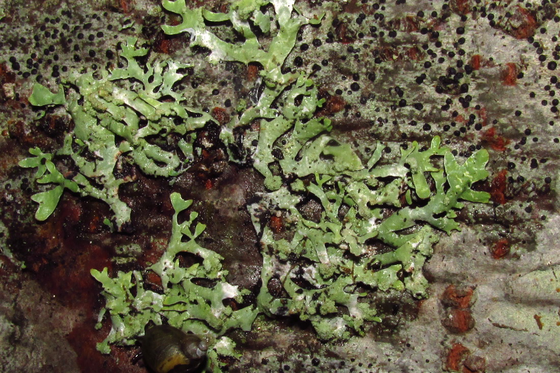 Image of Parmelia asiatica specimen.