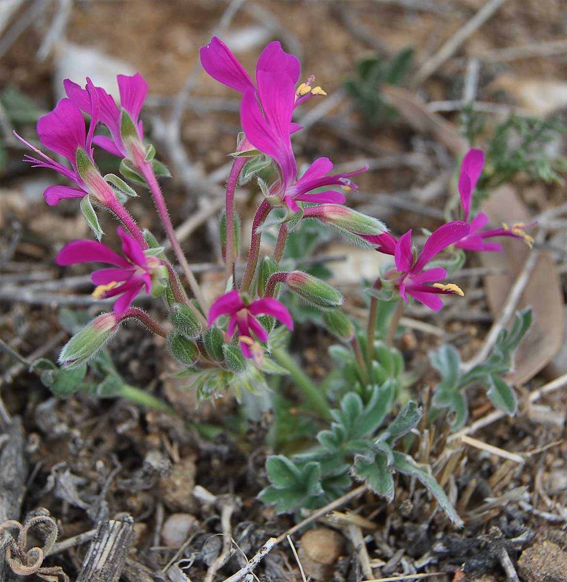 Image of Pelargonium incrassatum specimen.