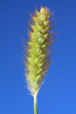 Setaria pumila