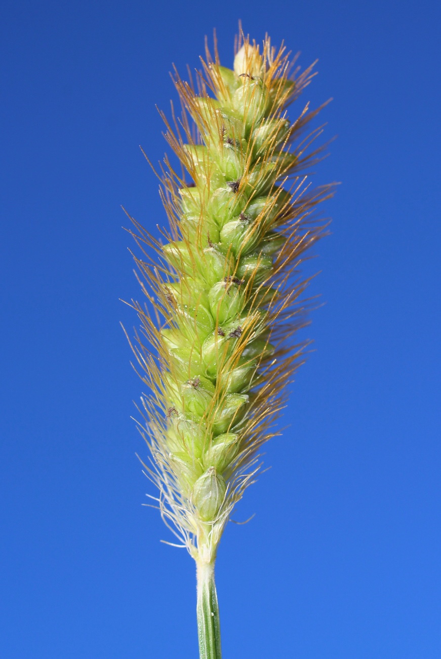 Image of Setaria pumila specimen.