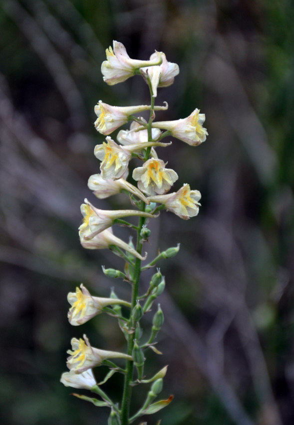 Изображение особи Delphinium biternatum.