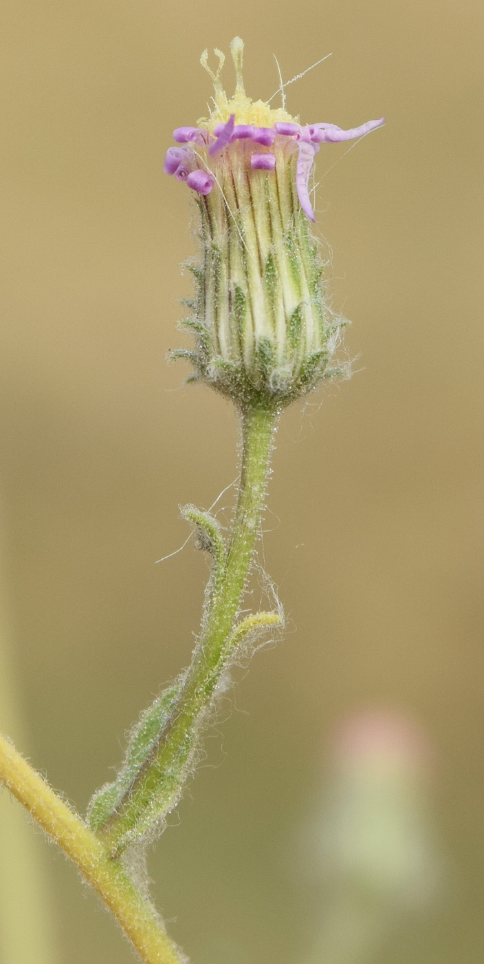 Изображение особи Lachnophyllum gossypinum.