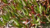 Carpobrotus edulis