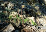 Atragene sibirica. Часть побега плодоносящего растения. Якутия, Хангаласский улус, берег р. Синей, горный склон. Июль.
