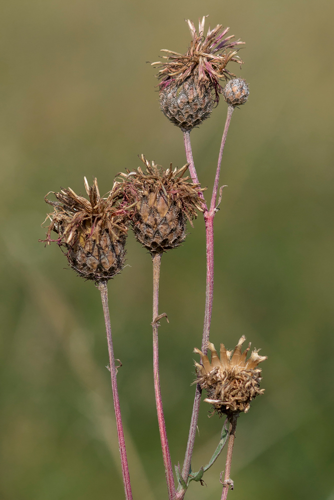 Image of Centaurea apiculata specimen.