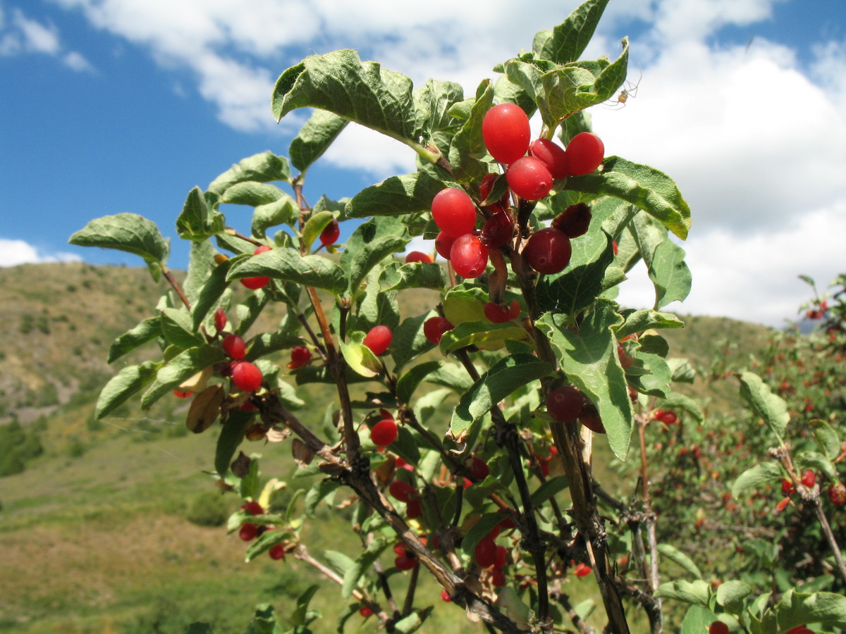 Image of Lonicera tianschanica specimen.