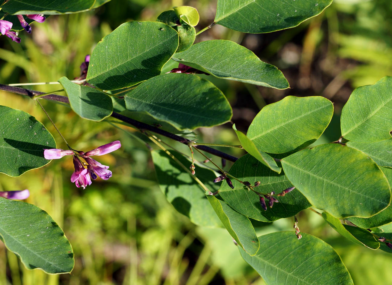 Image of Lespedeza bicolor specimen.