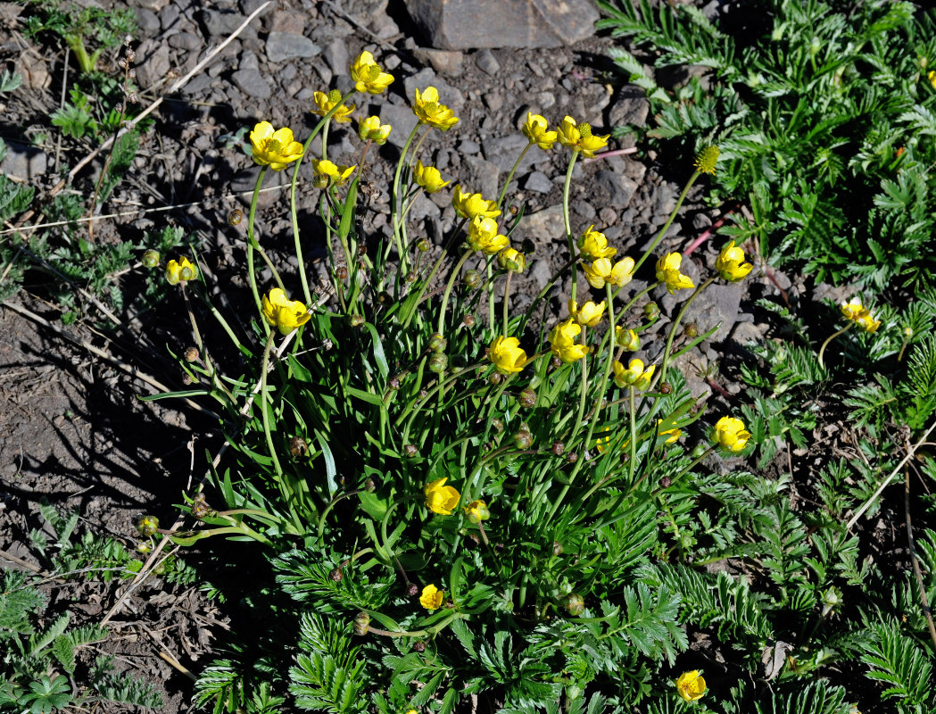 Изображение особи род Ranunculus.