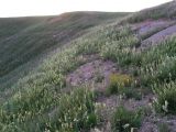 Oxytropis hippolyti