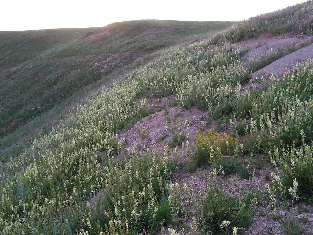 Изображение особи Oxytropis hippolyti.