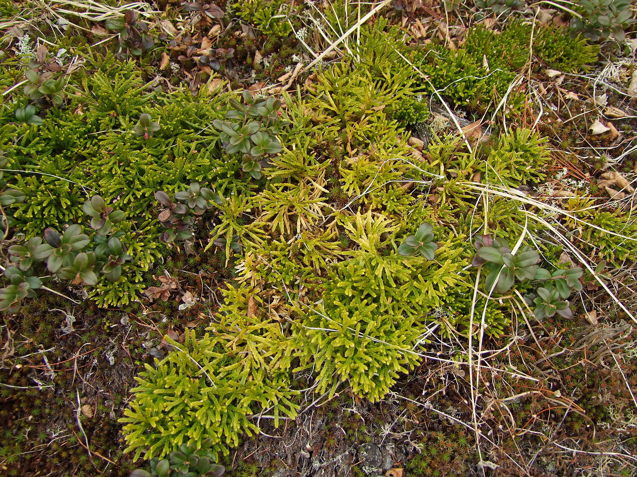 Image of Diphasiastrum complanatum specimen.