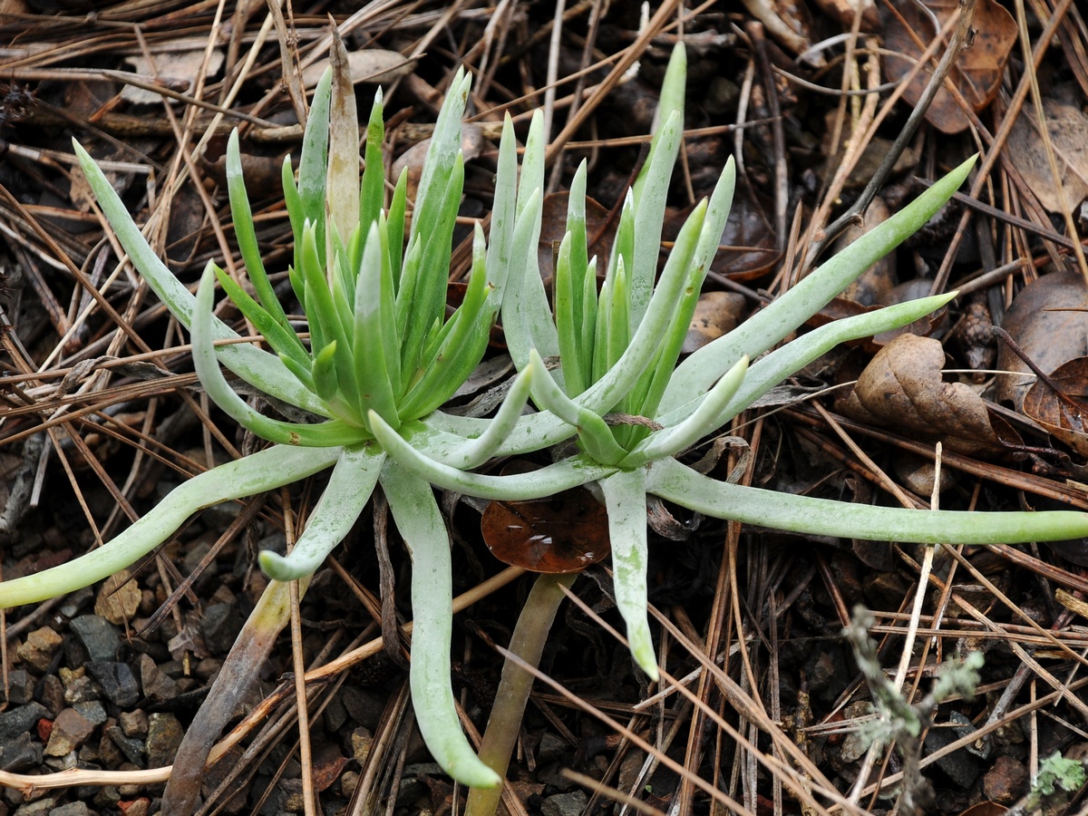 Image of Dudleya densiflora specimen.