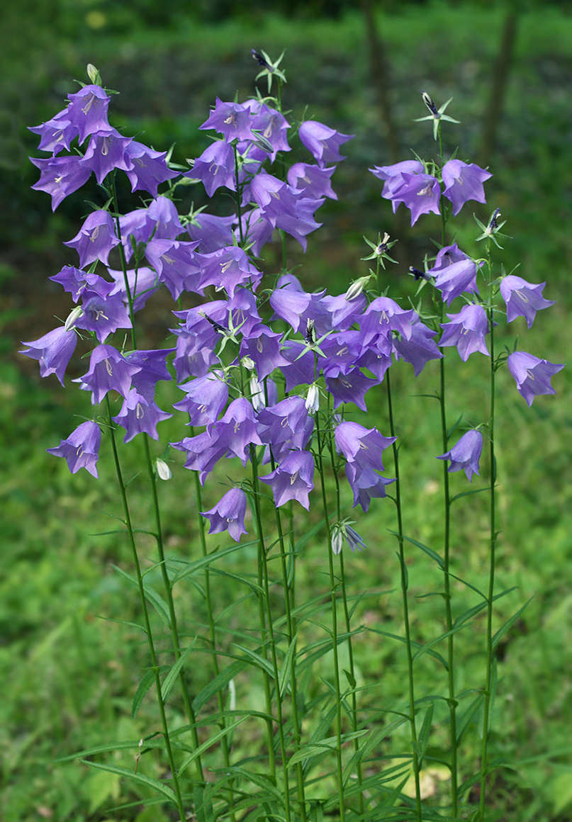 Image of Campanula persicifolia specimen.