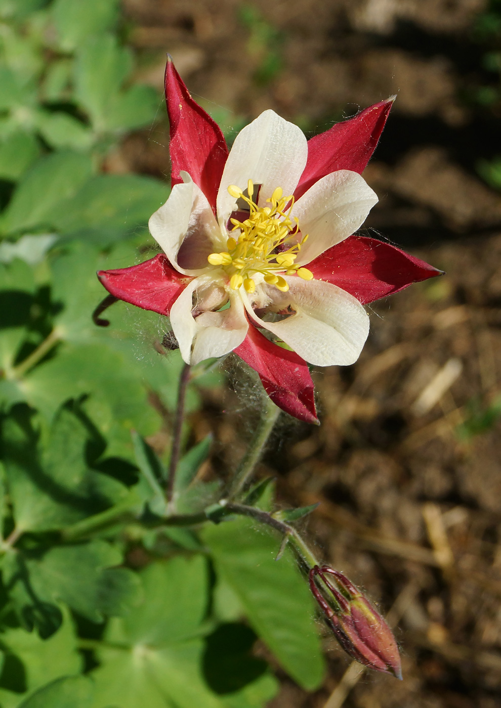 Изображение особи Aquilegia coerulea.