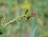 Sanguisorba officinalis. Соцветие. Иркутская обл., оз. Байкал, о. Ольхон, окр. пос. Хужир, пустырь. 14.07.2017.